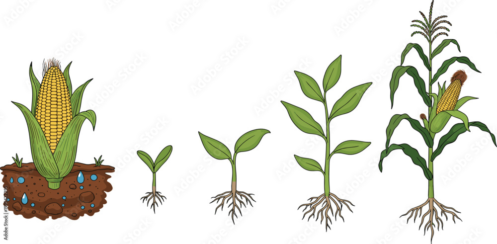 Fototapeta premium Corn plant growth stages vector illustration set featuring seed germination sprout leaves and mature maize stalk for agricultural education and botanical study design