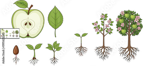 Apple tree life cycle vector set featuring seed germination flowering sapling mature fruit tree and cross section for botanical education and nature study design