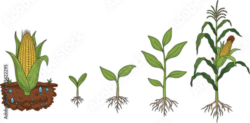 Corn plant growth stages vector illustration set featuring seed germination sprout leaves and mature maize stalk for agricultural education and botanical study design