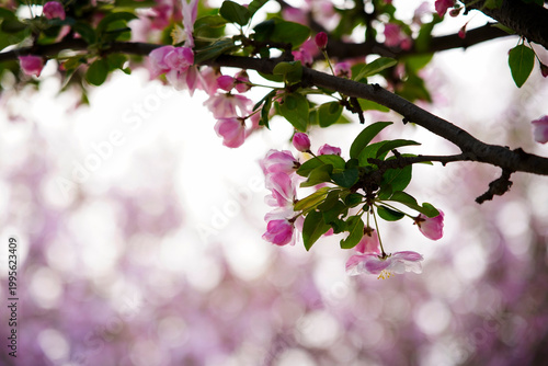 The blooming begonia flowers are in spring.