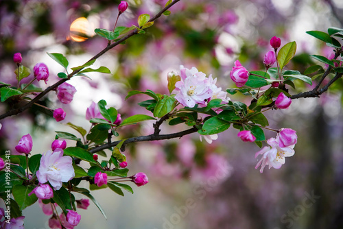 The blooming begonia flowers are in spring.