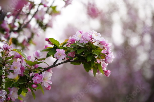 The blooming begonia flowers are in spring.