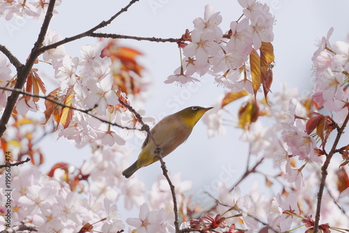 満開の桜の花にとまるメジロ