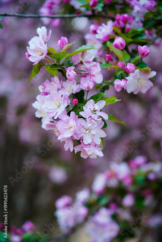 The blooming begonia flowers are in spring.