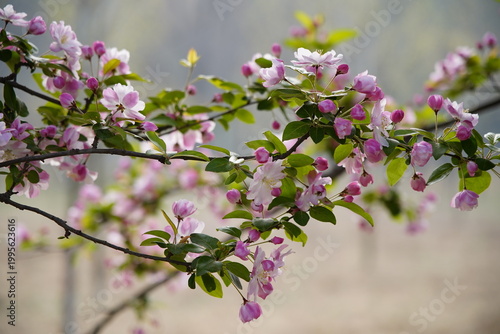 The blooming begonia flowers are in spring.