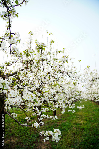 Blooming pear flower, very beautiful