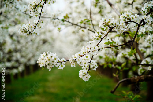 Blooming pear flower, very beautiful