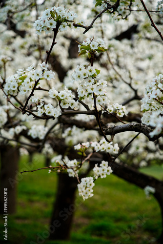 Blooming pear flower, very beautiful