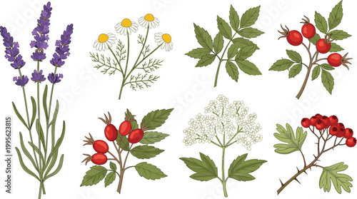 Set of Medicinal Herb Plants Including Lavender, Chamomile, Hawthorn, Rosehip, and Elderflower for Wellness, Natural Remedies, and Herbal Products