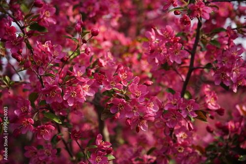 The blooming begonia flowers are in spring.