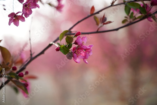 The blooming begonia flowers are in spring.