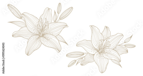Delicate line art lilies with buds in soft beige tones for elegant design