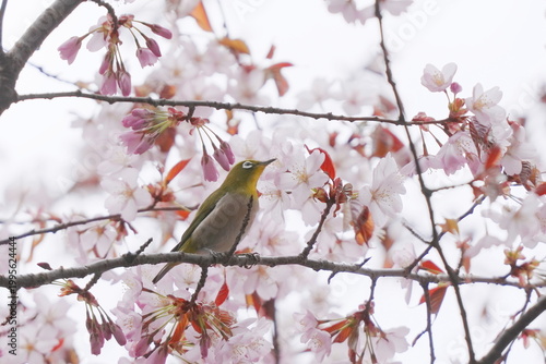 満開の桜の枝にとまるメジロ