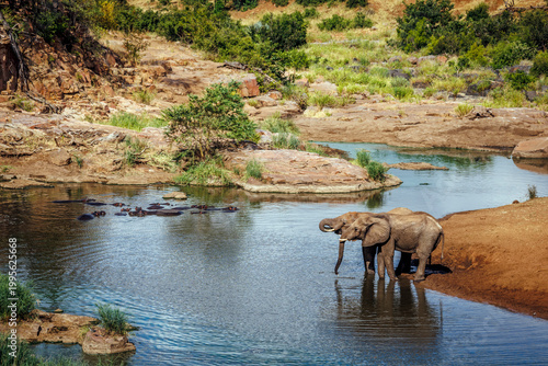 Two African bush elephant drinking in river scenery in Greater Kruger National park, South Africa ; Specie Loxodonta africana family of Elephantidae