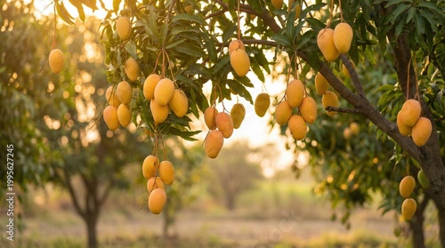 Oranges hanging from tree branches outside.