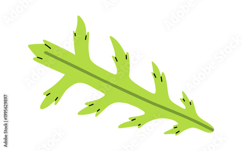 Vector flat illustration of green arugula salad leaf. Rocket leaf perfect for healthy vegetable food infographic, organic product packaging, vegan menu or fresh salad recipe design.