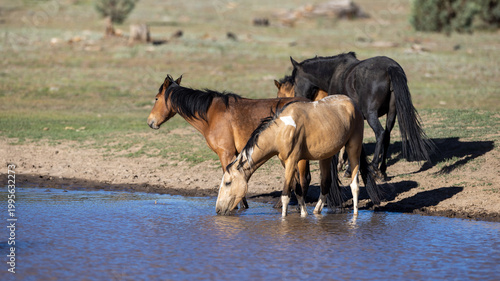 Buckskin paint mare and wild horse mustang herd drinking at a waterhole in the Apache-Sitgreaves National Forest in Heber Arizona United States