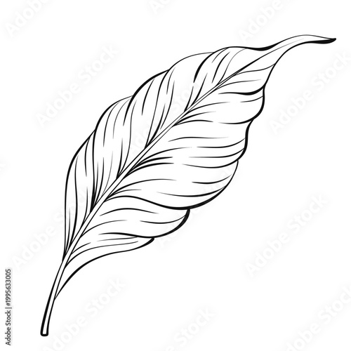Hand Drawn Coffee Leaf Contour Vector, Black and White Botanical Line Art Illustration, Minimal Nature Clipart