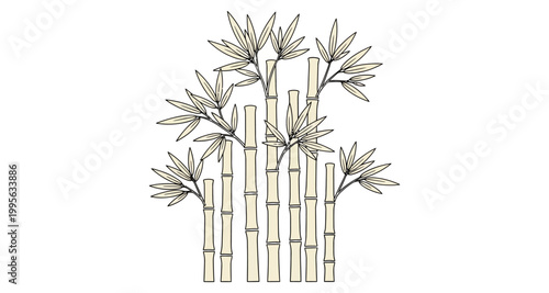 Bamboo stalks with leaves in a stylized botanical illustration on a white background