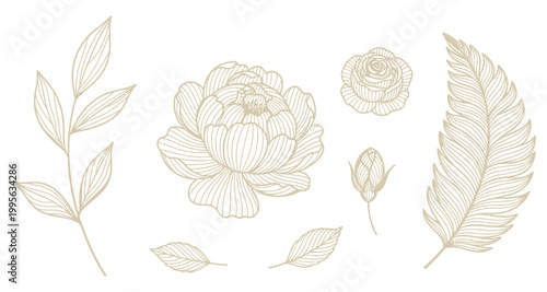 Botanical line art with peony flower and feather elements for elegant design projects
