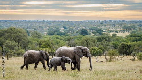 African bush elephant adults and cub walking in savannah scennery in Greater Kruger National park, South Africa ; Specie Loxodonta africana family of Elephantidae