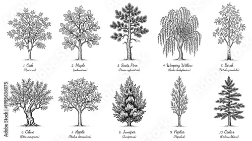 Hand drawn vintage tree collection, vector illustration with botanical names