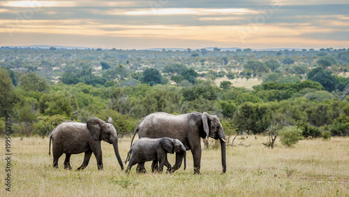 African bush elephant adults and cub walking in savannah scennery in Greater Kruger National park, South Africa ; Specie Loxodonta africana family of Elephantidae