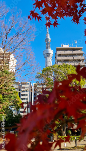 Tokyo Skytree framed by autumn leaves and city trees