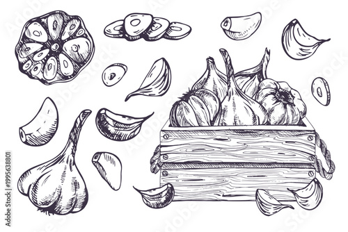 Garlic bulb and clove in wooden crate. Hand drawn ink illustration set in sketch style. Monochormatic graphic line art design elements for harvest, cooking, menu and food packaging.