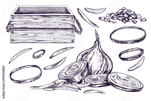 Hand drawn ink illustration of onion vegetables and wooden crate. Graphic line art sketch for cooking, harvest, organic food, grocery store, menu design, packaging, and label print.