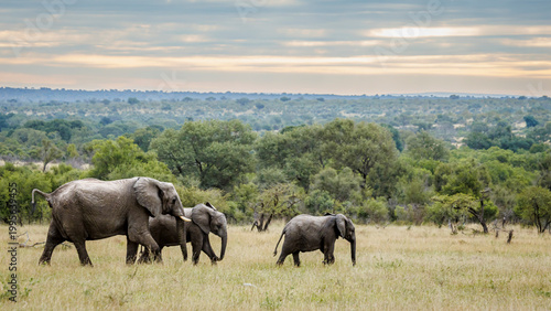 African bush elephant adults and cub walking in savannah scennery in Greater Kruger National park, South Africa ; Specie Loxodonta africana family of Elephantidae