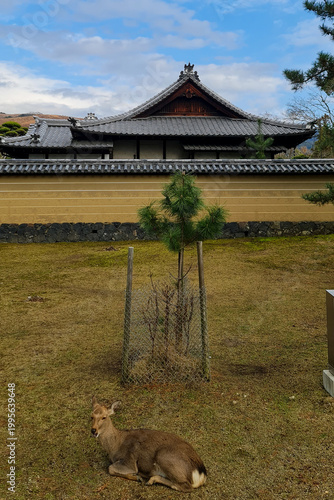 Nara Deer in Historic Temple Grounds