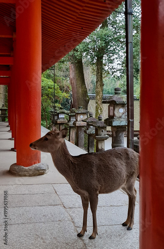 Kasuga Taisha Shrine Vermilion Courtyard and Sacred Red Corridors in Nara Japan
