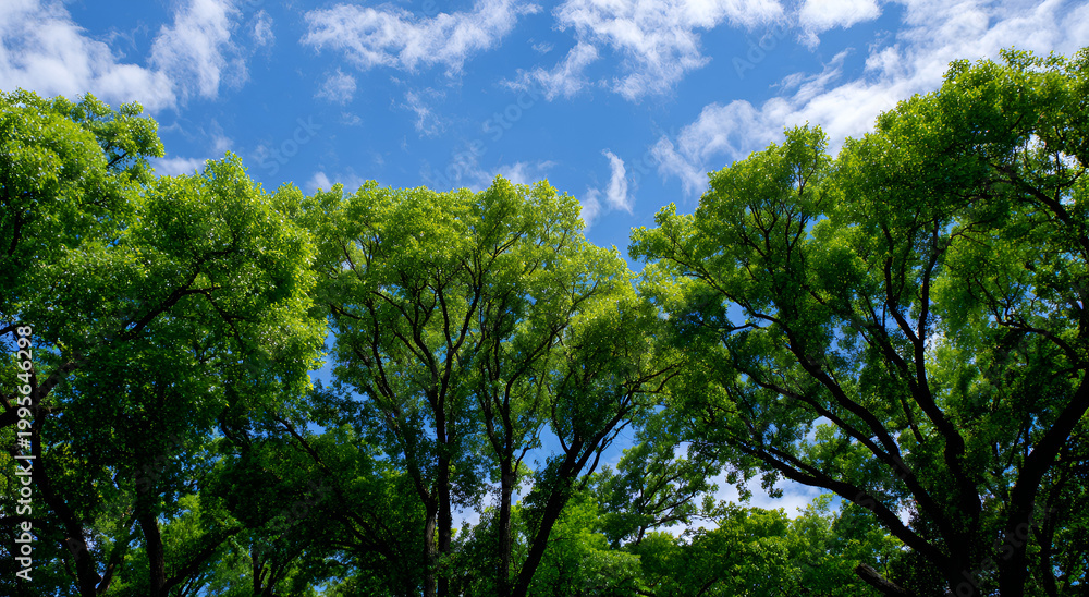 Fototapeta premium Lush Green Tree Canopy Against a Bright Blue Sky with Fluffy White Clouds.
