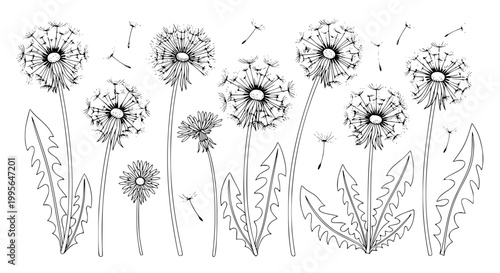 Monochrome dandelion flower line art set with seeds botanical floral vector illustration