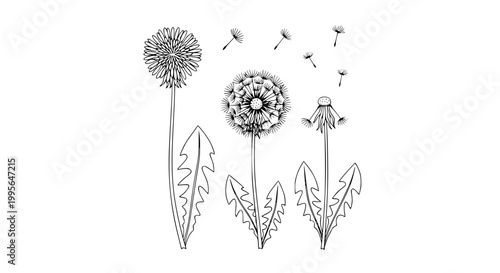 Minimalist dandelion botanical line drawing with seed puff and floating seeds vector illustration
