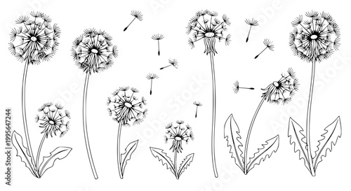 Decorative dandelion flower and seed head line icon set botanical monochrome vector