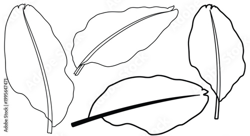 Simple black and white line drawing of four different leaves