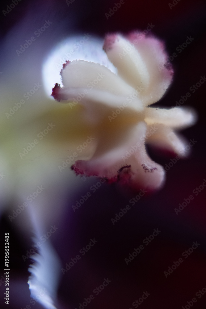 Fototapeta premium blüte stempel makro nah