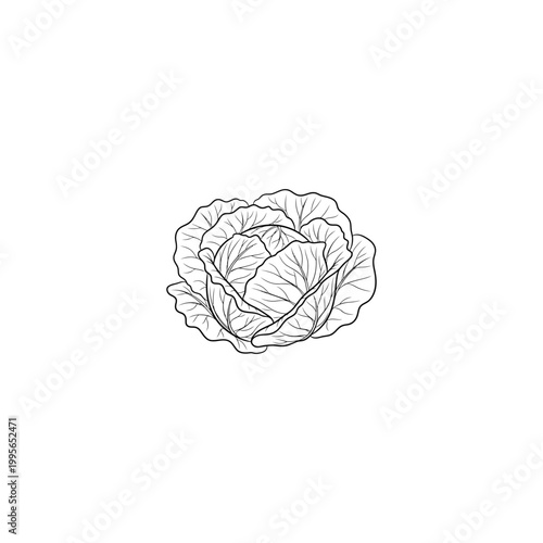 Fresh cabbage head vegetable line art drawing isolated on white background