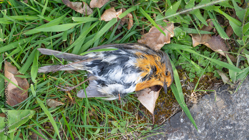 Fotografie Nature - Corpse of a Dead Robin - Memento Mori with Birds - Victim of a free run