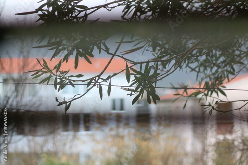 Colorful plants in a Mediterranean garden. Selective focus.