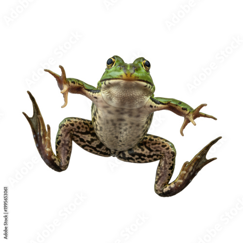 dynamic, ultra realistic emerald green marsh frog captured mid-leap, slick glistening skin and widely spread webbed feet sharply isolated against a shadowless gray studio background, biological