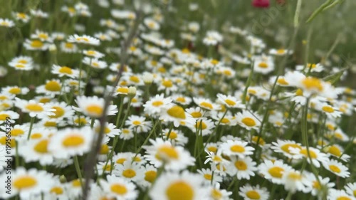 Beautiful chamomile flowers blooming in a green meadow. Delicate white petals and yellow centers moving in the breeze on a summer day
