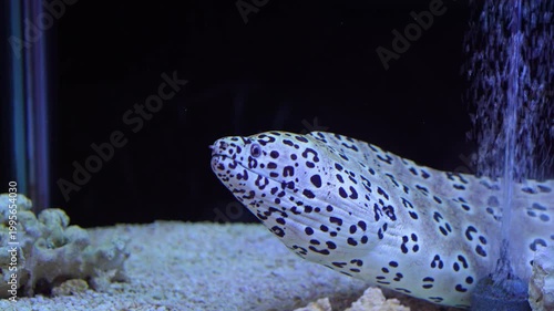 Honeycomb moray eel swimming in an aquarium tank