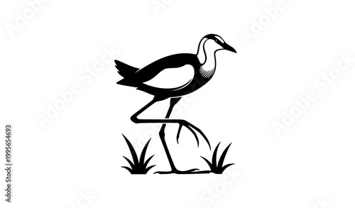Elegant jacana bird silhouette vector illustration standing on lily pad isolated on white background for wildlife nature concept