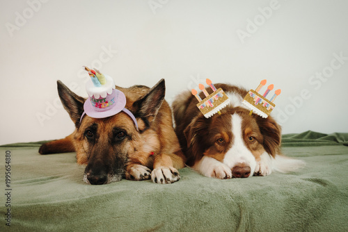 Bild auf Leinwand German shepherd and red tricolor australian shepherd dogs lying with party accessories and festive decorations