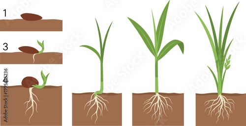 Flat Vector Illustration Showing Life Cycle Growth Stages Of A Rice Plant From Seed Germination To Mature Grains With Roots