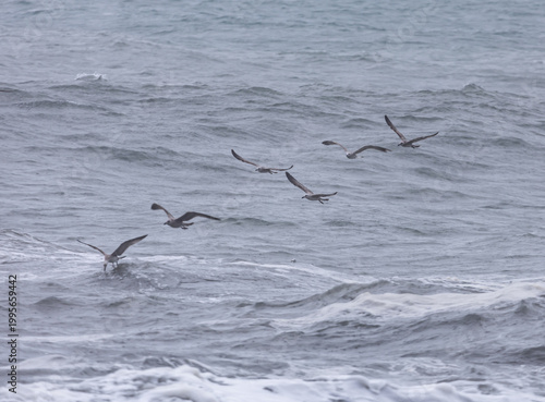 A flock of birds flying over the ocean