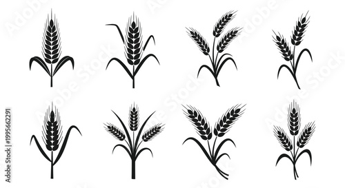 Various stylized wheat plant vector illustrations representing agriculture, harvest, and natural food ingredients in graphic design.